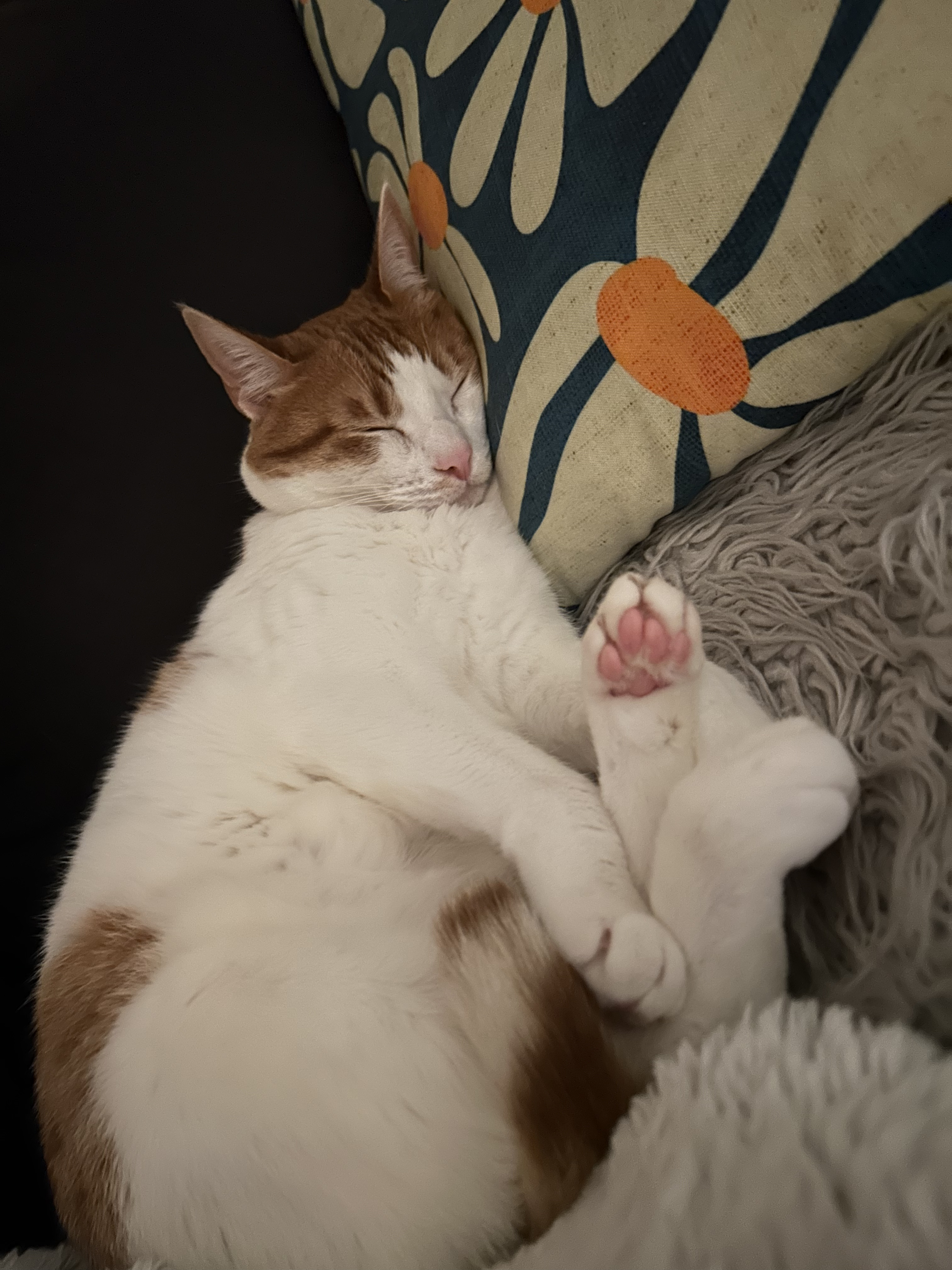 Minou the cat