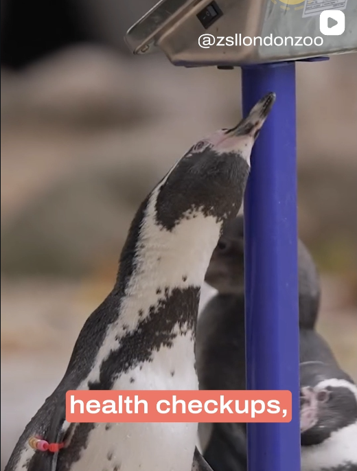 Upbeat episode: Zoo Checkups